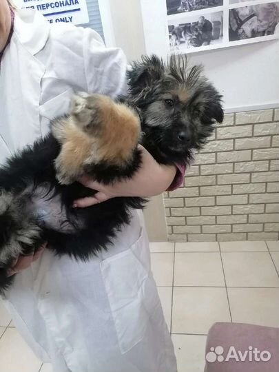 Стерилизация животных