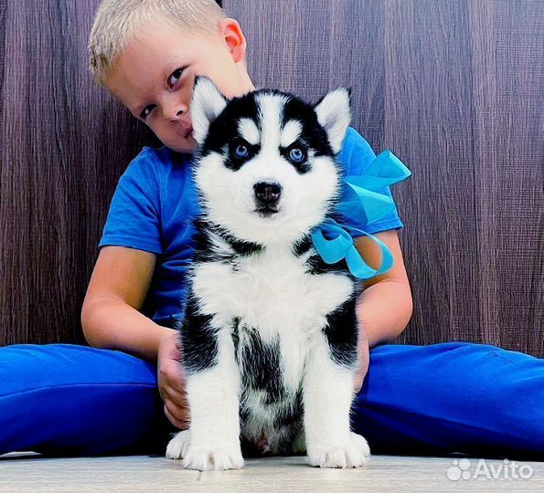 Отборные Качественные щеночки Хаски для Вас )