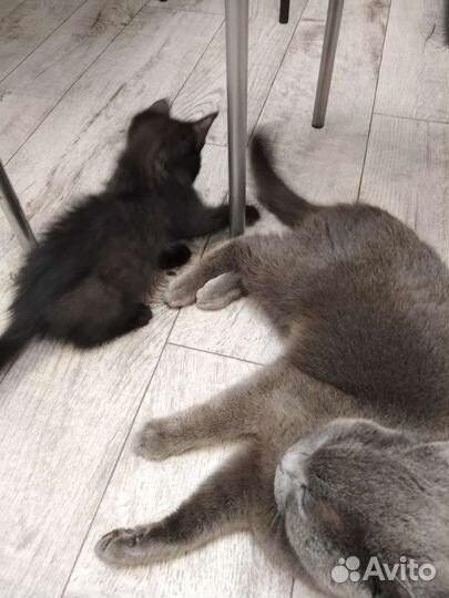 Котёнок от Британской кошки