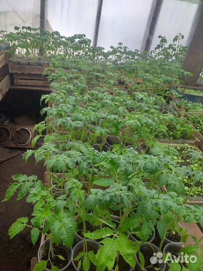 Рассада томатов помидоров