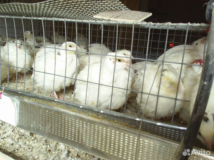 Перепел техасцы