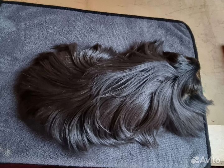 Морские свинки разных пород и окрасов