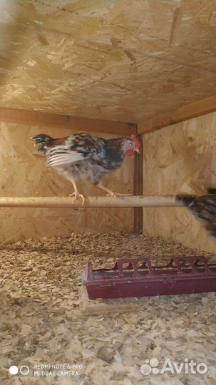 Ия породных кур