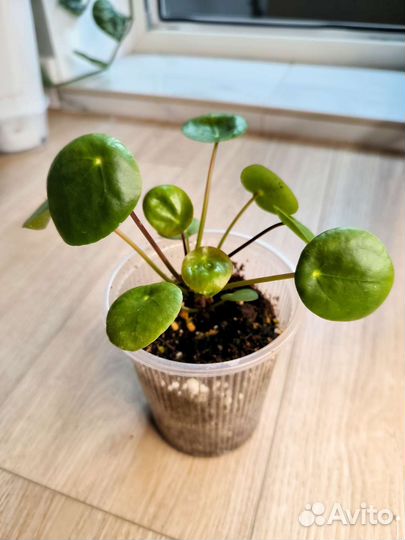 Комнатные цветы растения