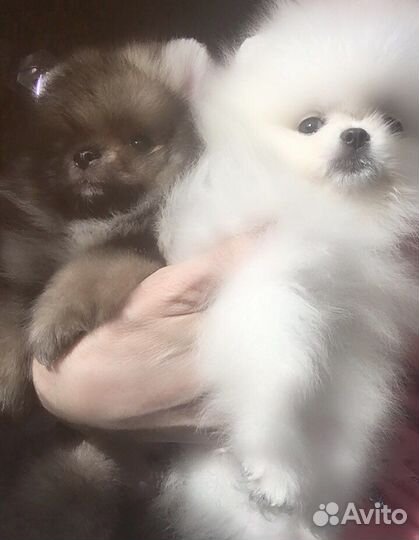 Померанский шпиц медвежьего типа