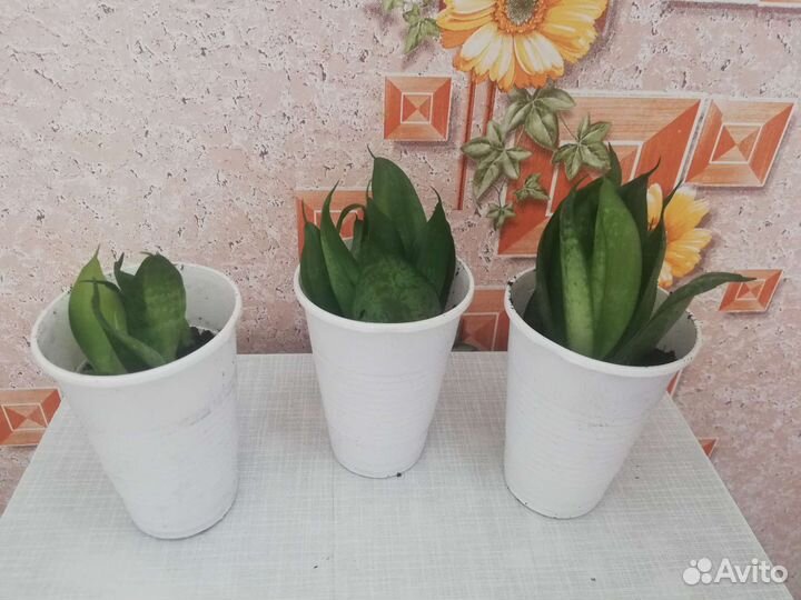 Комнатные растения