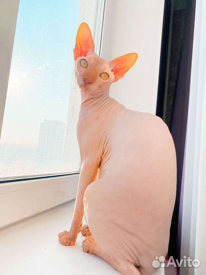 Канадский сфинкс вязка