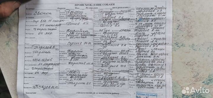 Щенки русской гончей