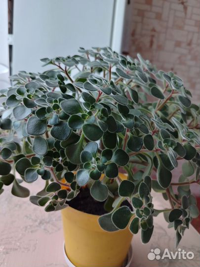 Аихризон, дерево любви