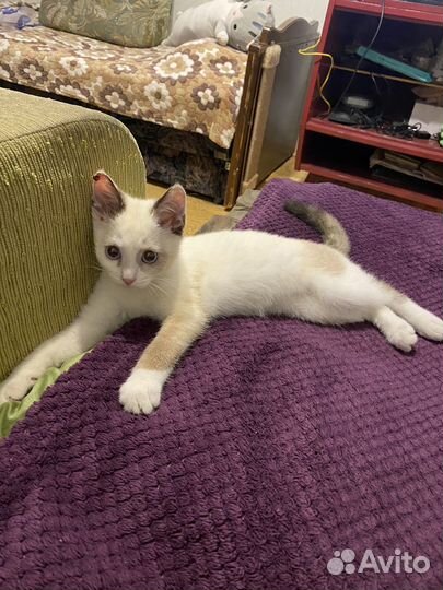 Котенок бесплатно