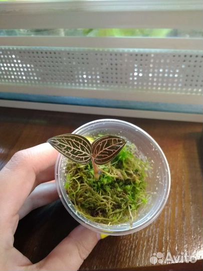 Драгоценная орхидея