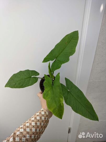 Сингониум Австралия