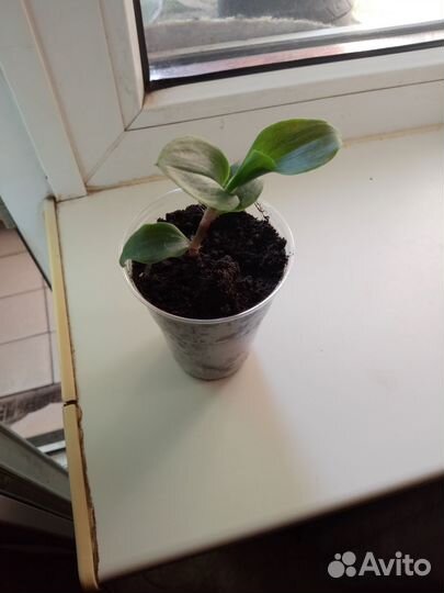 Традесканция нанук