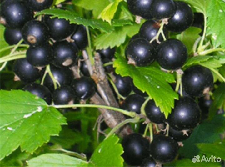 Крыжовник, смородина красная, черная саженцы