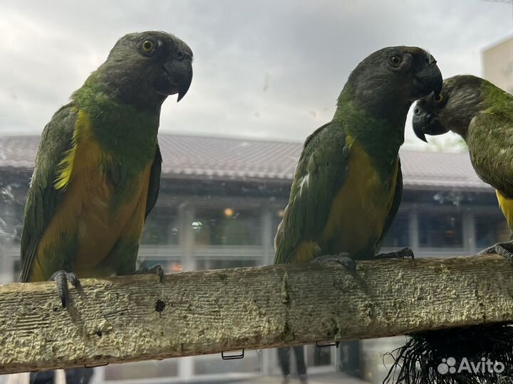 Сенегальский попугай