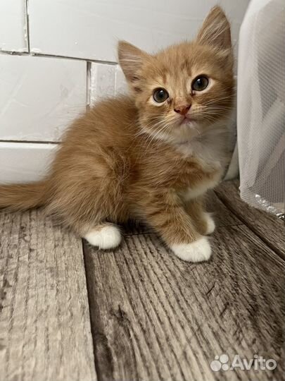 Котята