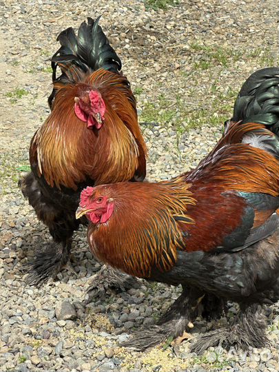 Инкубационные яйца Брама