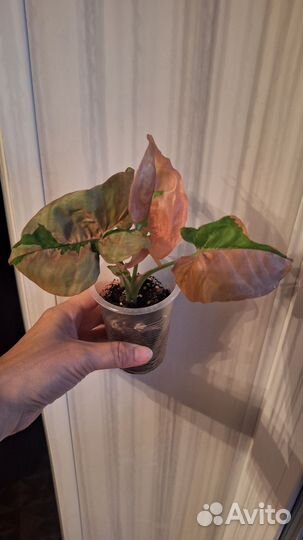 Сингониумы