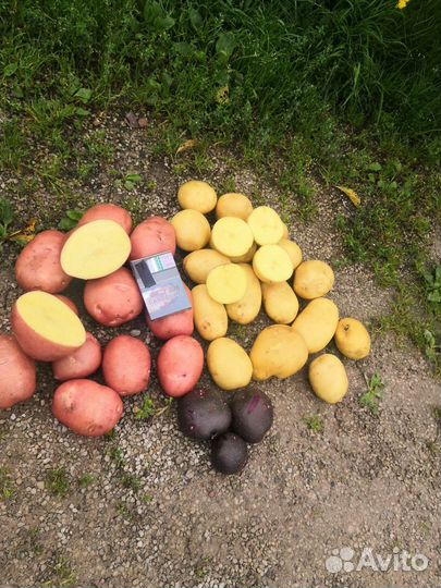 Продам картофель