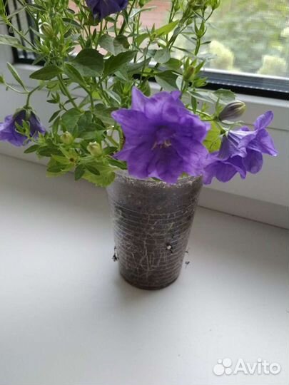 Биколор кампанула