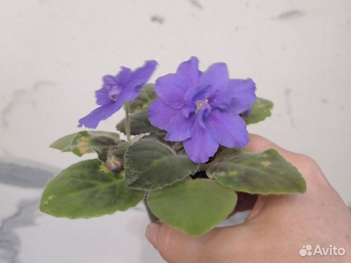 Фиалка сортовая, цветущая