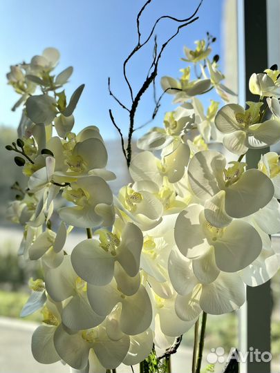 Орхидея белая для дома и офиса