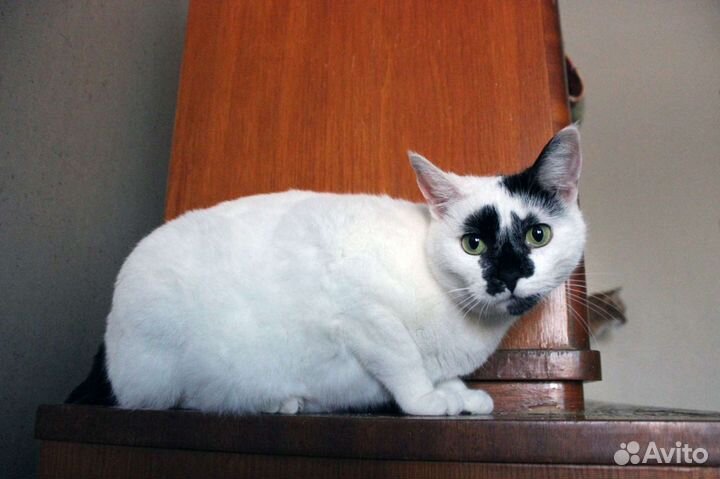 Ласковая Кошка Клякса