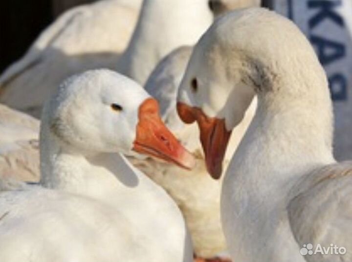 Гусята Линдовские