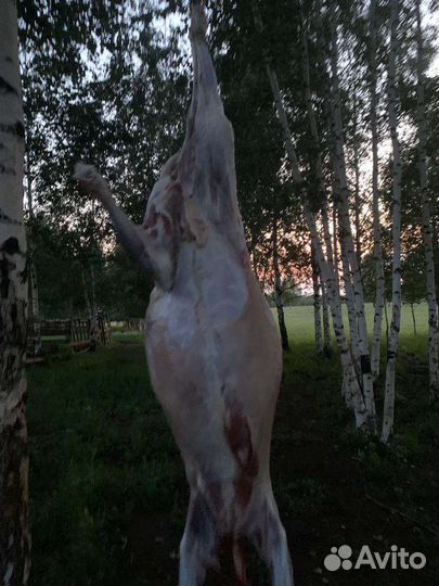 Мясо баранины