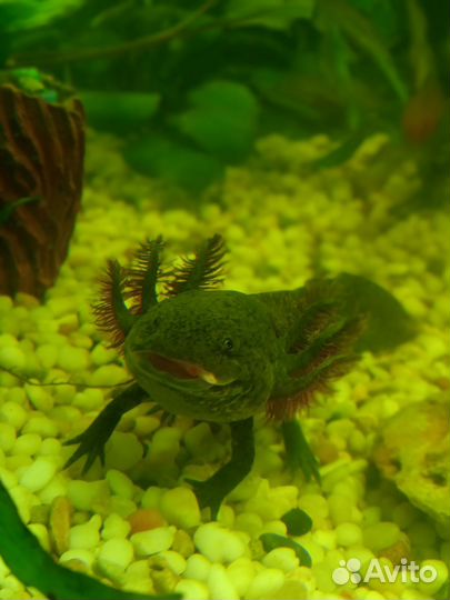 Аксолотли (Лунтики)