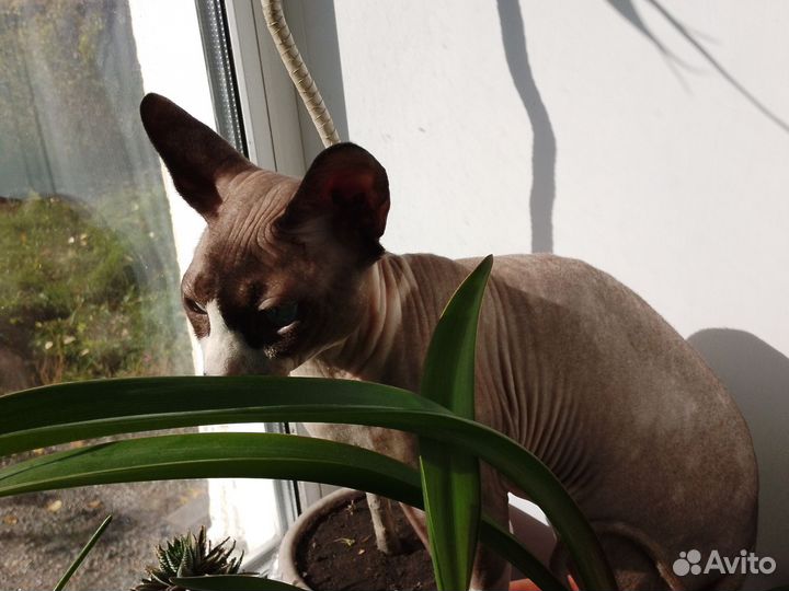 Канадский сфинкс вязка