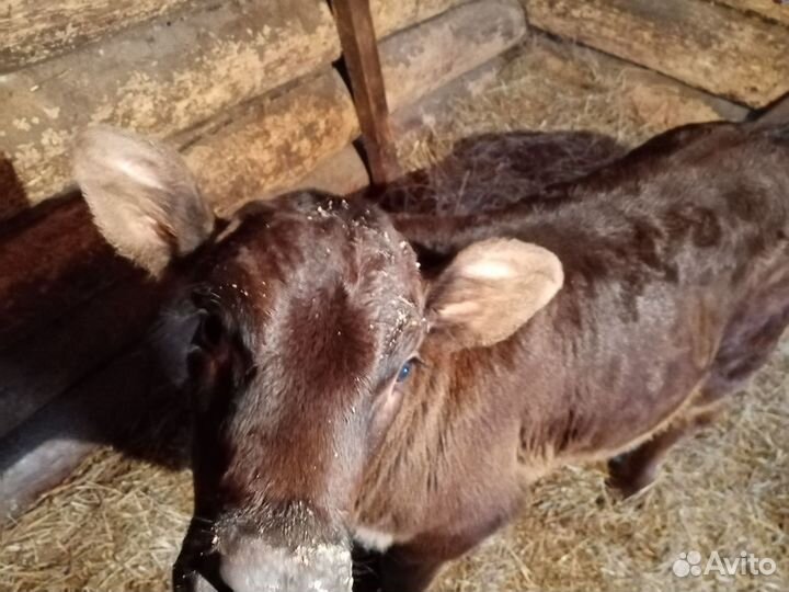 Телка швицкой породы