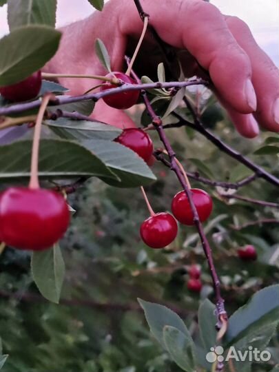 Вишня Владимировская(Саженцы)