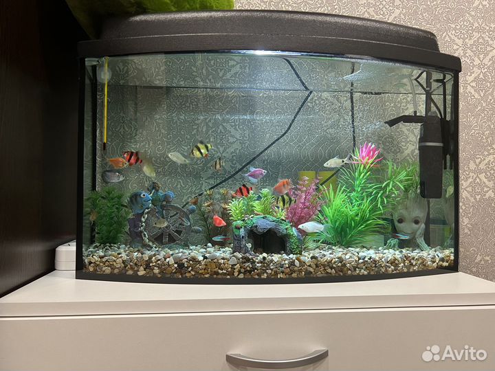 Аквариум 55 литров, со всем содержимым включая рыб