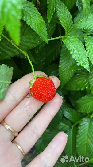 Тибетская малина (саженцы )