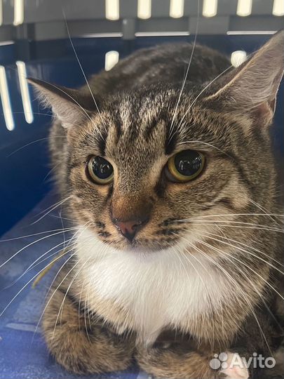 Классная кошечка