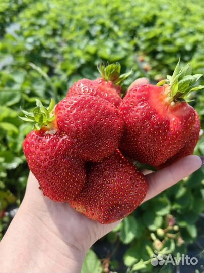 Саженцы клубники крупноплодной