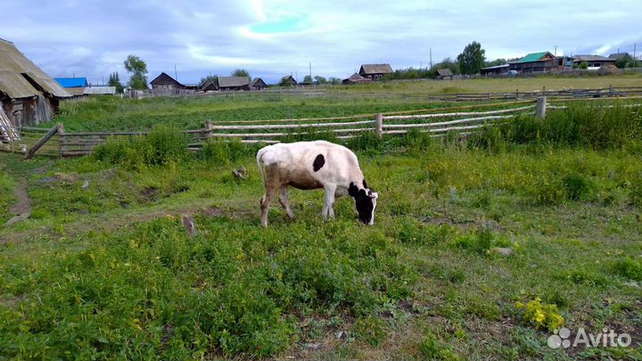 Тёлочка 1.5 года