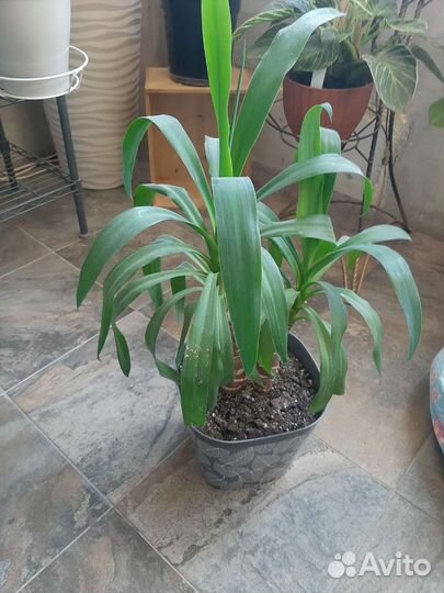 Пальма юкка