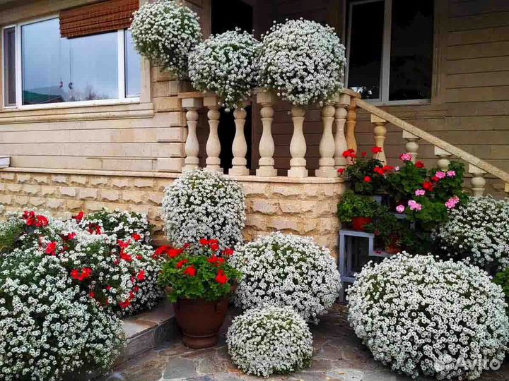 Вегетативные петунии и алиссум