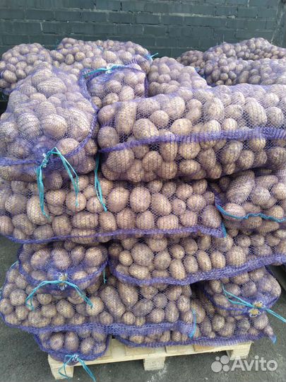 Картофель оптом