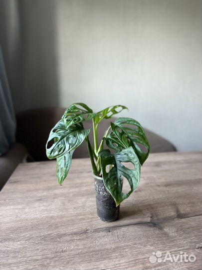 Монстера манки