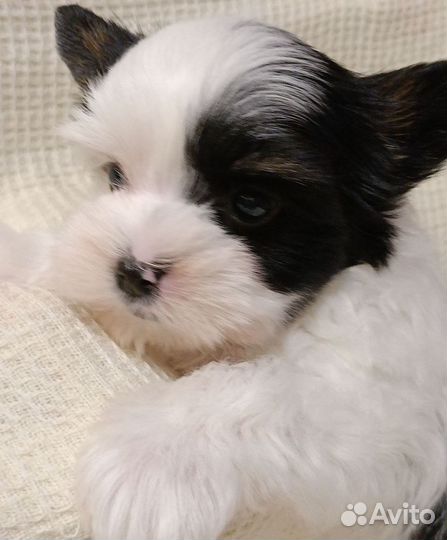 Цветные щенки йокширского терьера