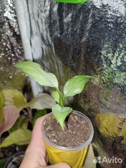 Спатифиллум Спилт милк круглый лист