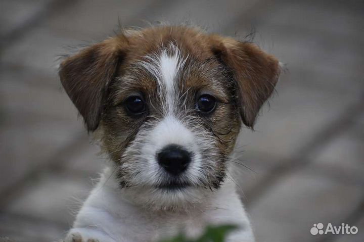 Джек Рассел терьер щенки