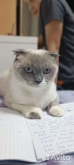 Шотландская вислоухая кошка