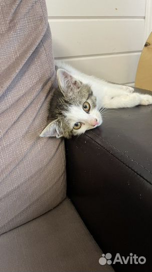 Котенок девочка в добрые руки. 2 мес