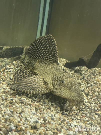 Парчовый сом