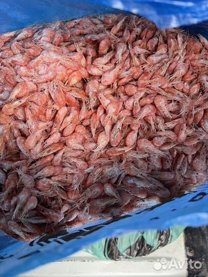 Криветка оптом