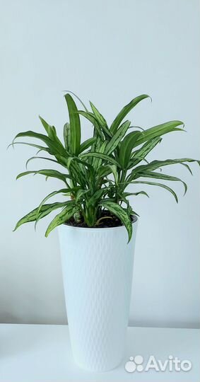 Аглаонема фикусы лилии в высоком кашпо Растения